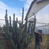 کاکتوس پریانوس پرشاخه،