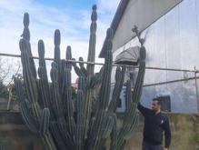 کاکتوس پریانوس پرشاخه، در شیپور