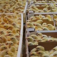 جوجه گوشتی باوزن گیری بالادرمدت زمان 35روزگی