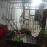 قفس عروس هلندی همراه لوازم