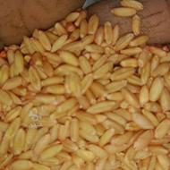 خریدار گندم