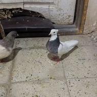 کفتر طوقی سورو‌ر