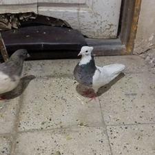 کفتر طوقی سورور