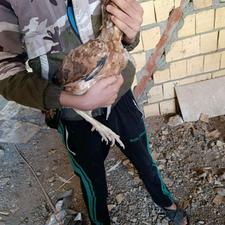 مرغ لاری افغان درجه یک