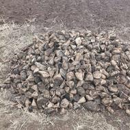 چغندر قند برای دامداران گاو گوسفند