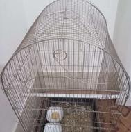 معاوضه قفس دو طبقه با جوجه عروس هلندی دستی یا کوتوله دستی