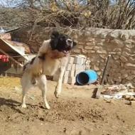 واگذاری سگ قعدریجانی همه چیز تموم