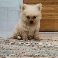 توله سگ پامر