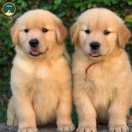 سگ گلدن رتریور ( سگ پرستار ) واگذاری
