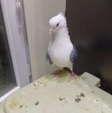 سه تا کفتر خوب