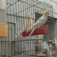 جفت عروس هلندی مولد