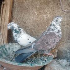 پرشی شکار عجیب