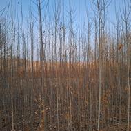 نهال و درخت کبوده