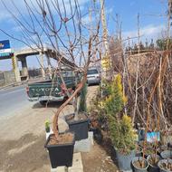 نهال و درخت انگور بزرگ