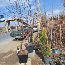 نهال و درخت انگور بزرگ