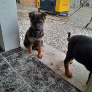 واگذاری توله ژرمن ورک لاین