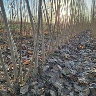 نهال و درخت صنوبر ترک نیگرا و ایتالیایی