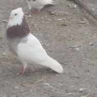 کبوتر طوقی نر