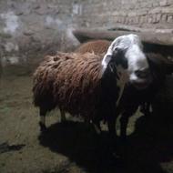 گوسفند فشندی اصیل درجه 1