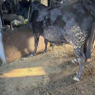 گاو ابستن گوساله