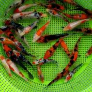 انواع ماهی شب عید