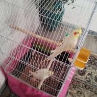 عروس هلندی نر و ماده همراه با قفس بزرگ