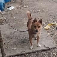 واگذاری فیندو نر اصل