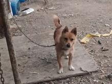 واگذاری فیندو نر اصل در شیپور