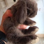 توله خرگوش لوپ اصل تضمینی