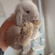 توله خرگوش لوپ اصل تضمینی