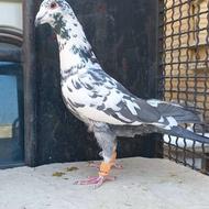 گلی پلاکی بیرونی