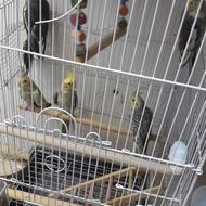 عروس هندی و مرغ عشق