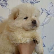 واگذاری توله چاوچاو رنگ روشن