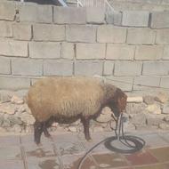 قوچ دودندان