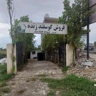 گوسفند زنده