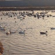 فروش اردک شالیزار