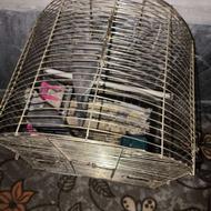 عروس هلندی سینامون