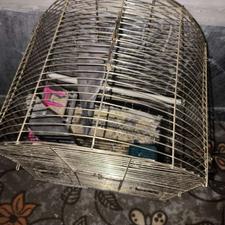 عروس هلندی سینامون