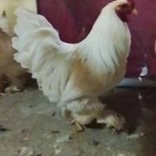 جوجه پولند سلطان برهما