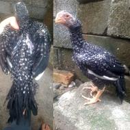 جوجه لاری هندی