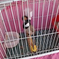 پرنده انجیرخوش صدا