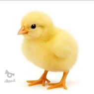 جوجه مرغ ارگانیک عالی