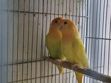 جفت مولد طوطی برزیلی در شیپور