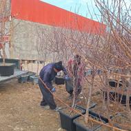 نهال و درخت آب شور اسیدی و کم آب