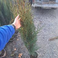 سرو شیراز سروناز زربیل