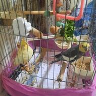 عروس هلندی مولد جفت خورده سخنگو