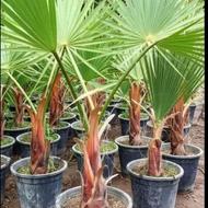 حراج استثنایی زمستانه پالم واشنگتن