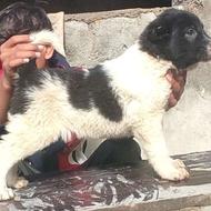 سگ آلابای توله واگذاری