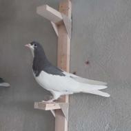 فروش 5 تا کفتر شهری قهوه ای