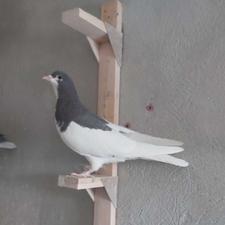 فروش 5 تا کفتر شهری قهوه ای